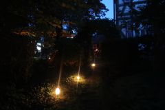 Blick durch den Buchenbogen