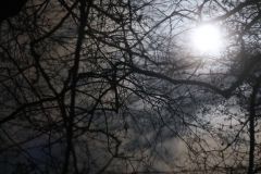 Mond in den Bäumen