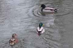 Enten auf dem Teich