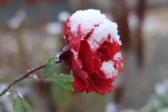 Rose im Schnee