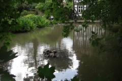 Der Teich