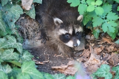 Waschbär