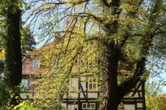 Blick durch die Bäume.